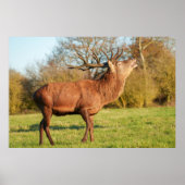 Majestueus hert Stag Poster (Voorkant)