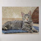 Majestueus Kitten Poster (Voorkant)