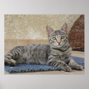 Majestueus Kitten Poster