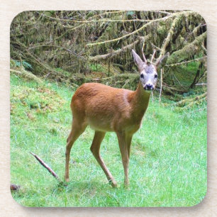 Majestueus Reeënbok Mannetje Bos Achterland Coaste Bier Onderzetter