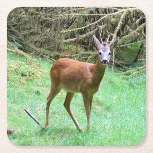 Majestueus Reeënbokmannetje Bos Natuur Feest Drink Kartonnen Onderzetters