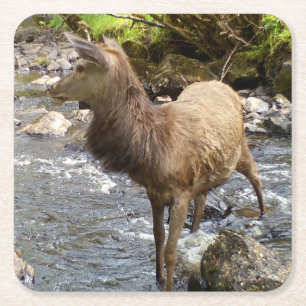 Majestueus rood hert hertenbok boslandschap wilde kartonnen onderzetters