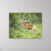 Majestueus rood hert in het bos canvas afdruk (Voorkant)