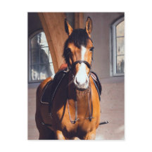 Majestueus ros paard in overdekte manege