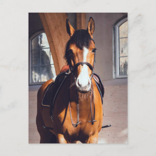 Majestueus ros paard in overdekte manege briefkaart