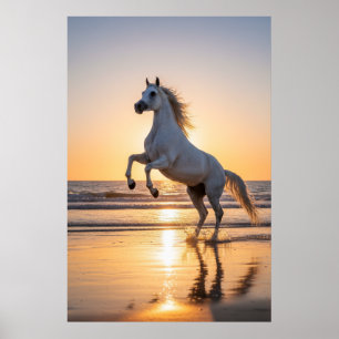 Majestueus wit Arabisch paard zonsondergang strand Poster