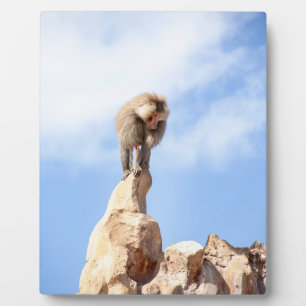 Majestueuze baviaan op bergtop fotoplaat