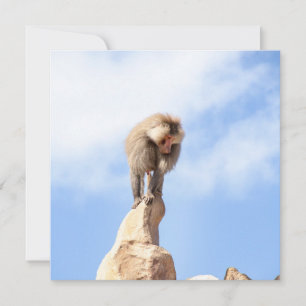 Majestueuze baviaan op bergtop kaart