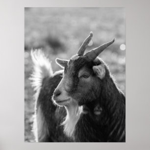 Majestueuze bok met horens in Natuur Poster