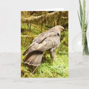 Majestueuze Buizerd Roofvogel Natuurliefhebber Ill Kaart