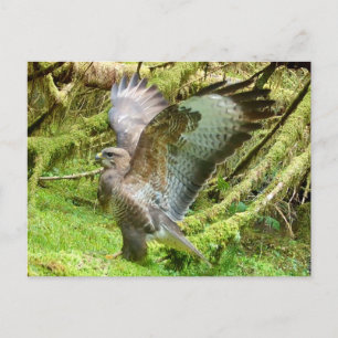 Majestueuze Buizerd Vleugel Strekend Natuurreserva Briefkaart