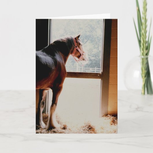 Majestueuze Clydesdale Kaart (Voorkant)