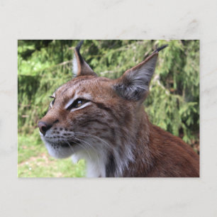Majestueuze Euraziatische lynx in het Skåne Zoo Br Briefkaart