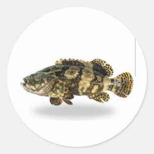 Majestueuze Gevlekte Groepvis - Tropische Koraalri Ronde Sticker