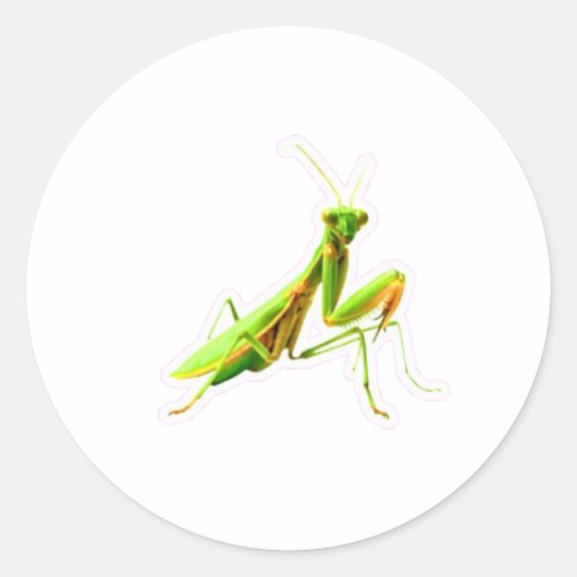Majestueuze Groene bidsprinkhaan sticker - Jager v (Voorkant)