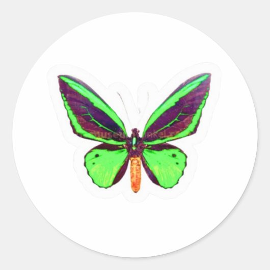 Majestueuze Groene Limoen Vlinder Sticker - Volled (Voorkant)