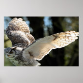 majestueuze grote hoornuil poster (Voorkant)