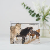 Majestueuze IJslandse paarden Briefkaart (Staand voorkant)