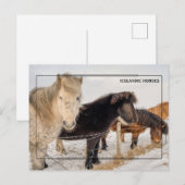 Majestueuze IJslandse paarden Briefkaart (Voorkant / Achterkant)