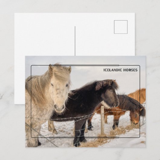 Majestueuze IJslandse paarden Briefkaart (Voorkant / Achterkant)