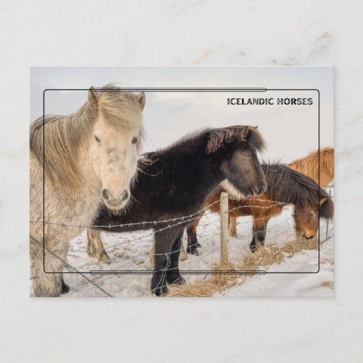 Majestueuze IJslandse paarden Briefkaart (Voorkant)