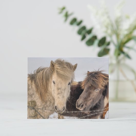 Majestueuze IJslandse paarden in de winter Briefkaart (Staand voorkant)