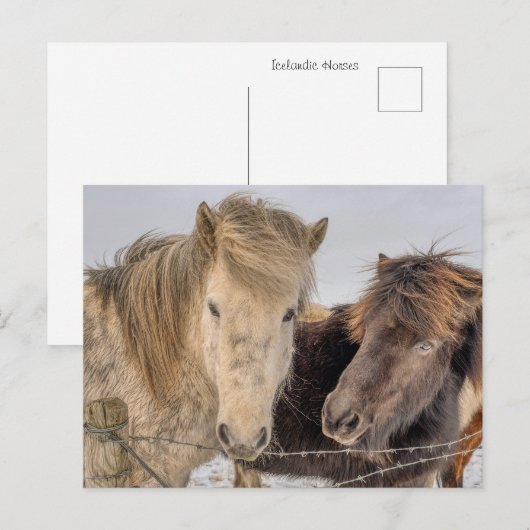 Majestueuze IJslandse paarden in de winter Briefkaart (Voorkant / Achterkant)