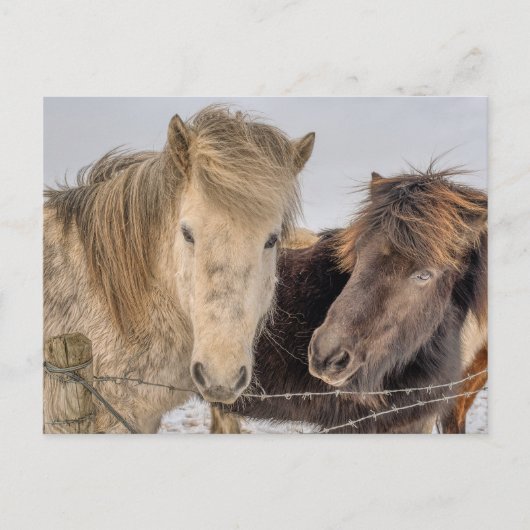 Majestueuze IJslandse paarden in de winter Briefkaart (Voorkant)