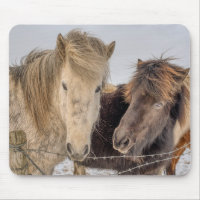 Majestueuze IJslandse paarden