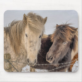 Majestueuze IJslandse paarden Muismat