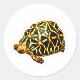 Majestueuze Indische Sterrenschildpad Sticker - Ex