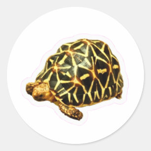 Majestueuze Indische Sterrenschildpad Sticker - Ex
