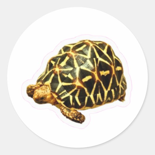 Majestueuze Indische Sterrenschildpad Sticker - Ex (Voorkant)