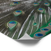 Majestueuze mooie pauw foto's poster (Hoek)