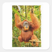 Majestueuze Orang-oetan Regenwoud Beschermer Stick