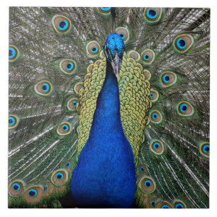Majestueuze Pauw Tegeltje