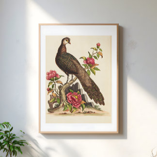 Majestueuze Pauw vogel Bloemige Vintage Illustrati Poster