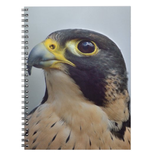 Majestueuze slechtvalk notitieboek (Voorkant)