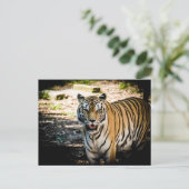 Majestueuze tijger in zonovergoten glorie briefkaart (Staand voorkant)