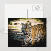 Majestueuze tijger in zonovergoten glorie briefkaart (Voorkant / Achterkant)