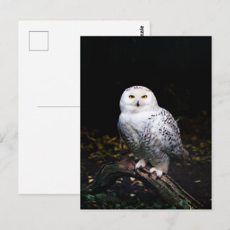 Majestueuze winter sneeuwuil briefkaart