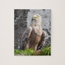 Majestueuze Witstaartarend Ruw Terreinschoon lands