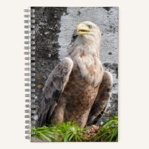 Majestueuze Witstaartzeearend Schotse Hooglanden