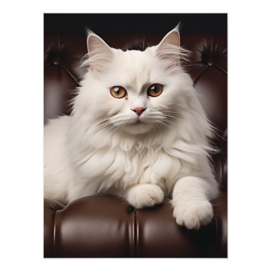 Majestueuze witte kat foto afdruk (Voorkant)