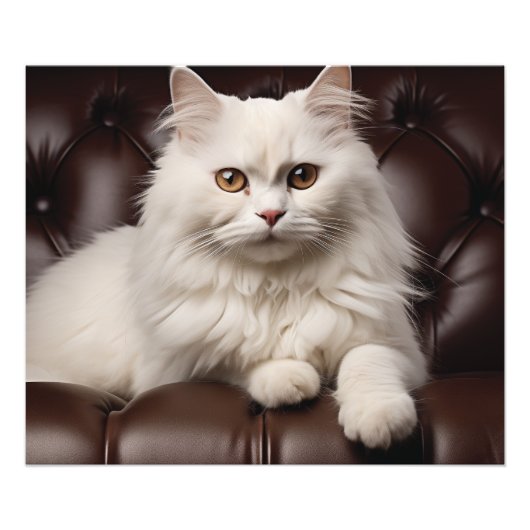 Majestueuze witte kat foto afdruk (Voorkant)