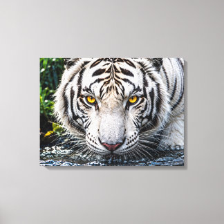 Majestueuze Witte Tijger Drinkend Water - Intensie Canvas Afdruk