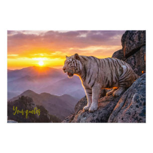 Majestueuze Witte Tijger Zonsondergang Foto Afdruk