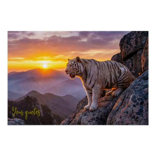 Majestueuze Witte Tijger Zonsondergang Perfect Poster (Voorkant)