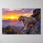 Majestueuze witte tijger zonsondergang  poster (Voorkant)