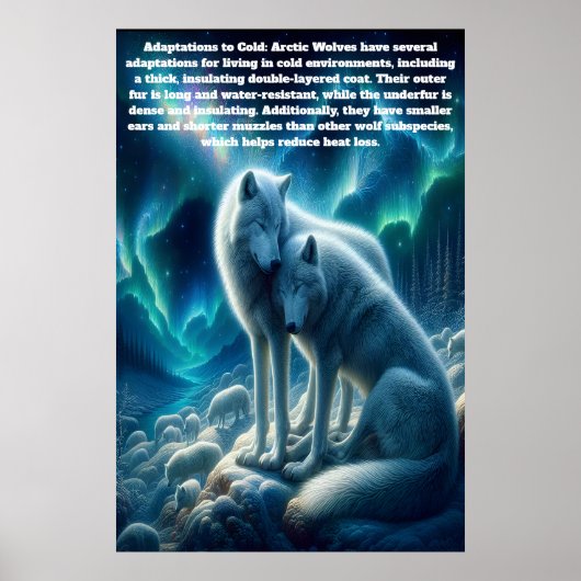 Majestueuze witte wolven rusten poster (Voorkant)